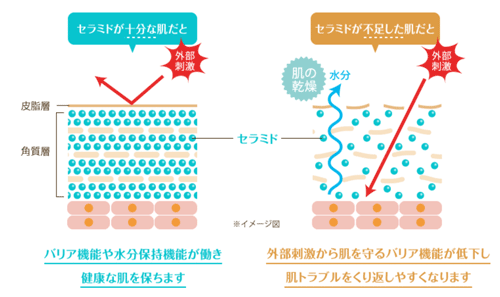 セラミドの役割